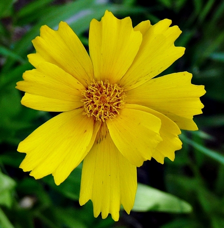 {Coreopsis lanceolata}